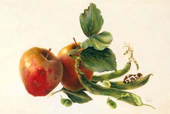Apples “Belle di Boscoop”, Broad beans and Arctia caja - 2002