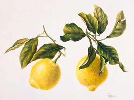 Citrus limonimedica - Amalfi Citron Lemons - 2001