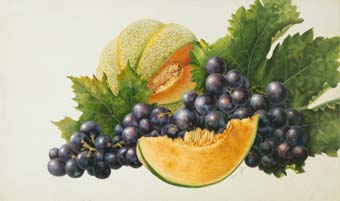 Grapes “Cardinal” and Melon - 2004