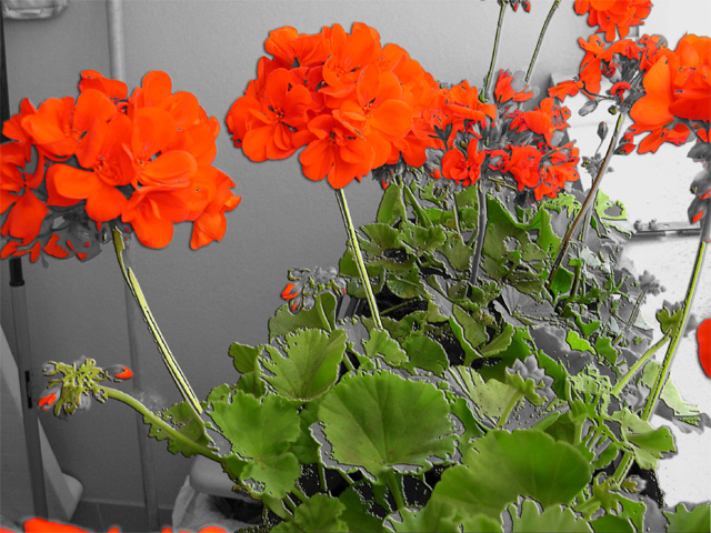 flower backgrounds for photoshop. Italian Flowers