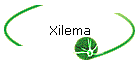 Xilema