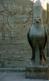 Il falco simbolo di Horus