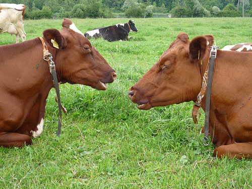 Mucche nei pressi di Aarwangen