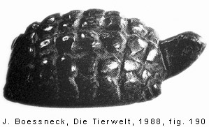 FIG. 3: Predynastic steatite turtle figurine  (J. Boessneck 1988, p. 111, fig. 190)