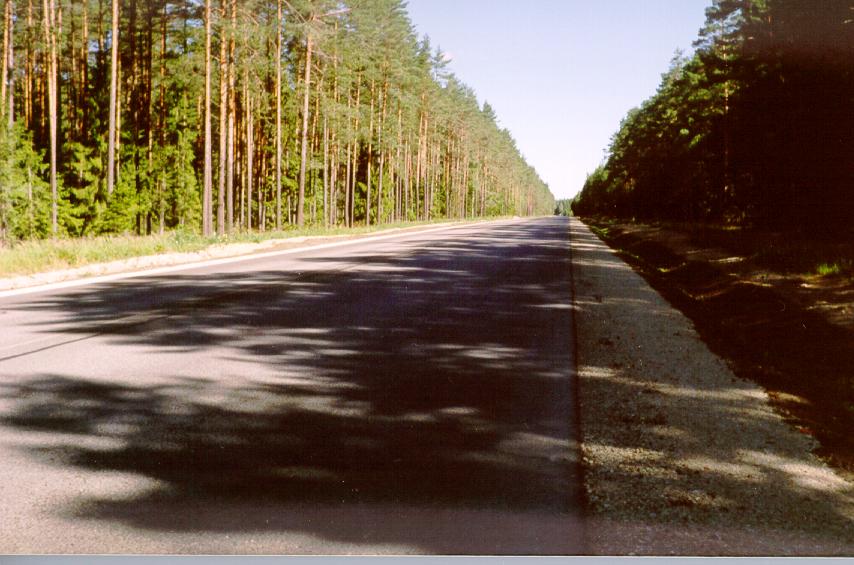 A1 in foresta 