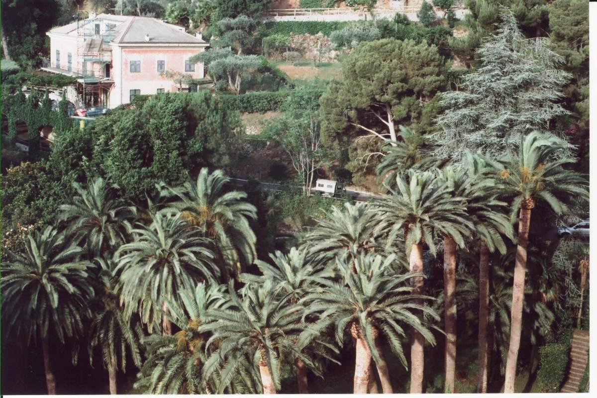 Portofino palme