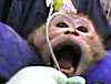 Primate Abuse at Covance 