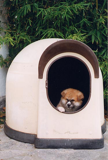cucciolo in igloo.jpg (9386 byte)