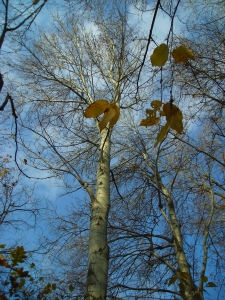 albero a foglie caduche