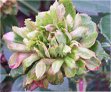 Viridiflora (Green Rose)