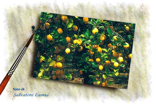 limoni - foto di Salvatore Lumia