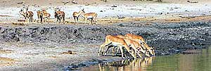 Impala nel Chobe