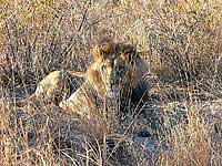 Leone del Kalahari