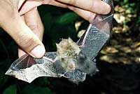 pipistrello con pipistrellino nel basso Kinabatangan