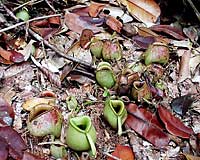 Nephente, pianta carnivora