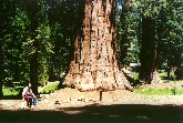 Yosemite N.P. - Una sequoia della foresta di Wavona