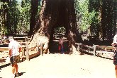 Yosemite N.P. - Una delle poche sequoie attraversabili della California, il Tunnel Tree