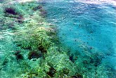 Florida - Una foto dei pesci nell'acqua presa dalla spiaggia del John Pennekamp Coral Reef State Park