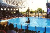Orlando - L'affascinante spettacolo delle orche nel parco marino Sea World
