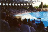 Orlando - Il bagnato saluto al pubblico dell'orca marina nel parco Sea World