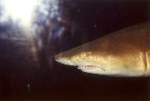Orlando - Uno squalo ci osserva mentre passiamo nel tunnel sommerso del parco marino Sea World