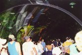 Orlando - Un'altra immagine presa dal tunnel sommerso del parco Sea World