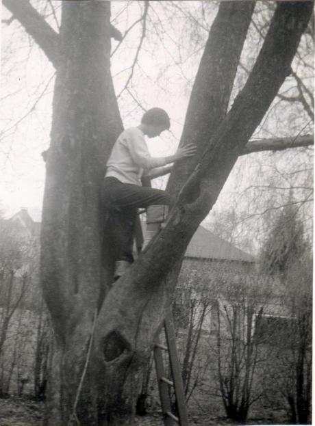 Su un albero nella casa di Gurley Rd Stamford CT Spring 1957