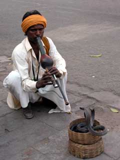 Jaipur - Incantatore di serpenti