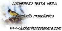 www.lucherinotestanera.com