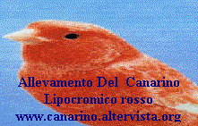 www.canarino.altervista.org