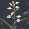 orchidea 2.jpg (11419 byte)