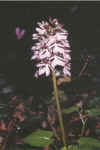 orchidea.jpg (21614 byte)