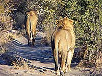 Leone del Kalahari
