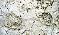 Impronte di orso bruno sui monti di Zagoria