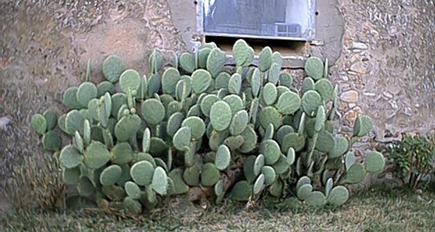 cactus.JPG (53105 byte)